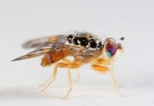 Sự khác biệt giữa ruồi dấm và con người