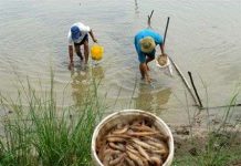 Trà Vinh: Tôm chết hàng loạt do hội chứng hoại tử Trà Vinh: Tôm chết hàng loạt do hội chứng hoại tử