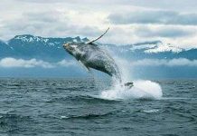 Cá voi bướu nắm kỷ lục di chuyển xa nhất Cá voi bướu nắm kỷ lục di chuyển xa nhất