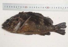 Phát hiện cá nhiễm xạ siêu cao ở gần Fukushima 1 Phát hiện cá nhiễm xạ siêu cao ở gần Fukushima 1