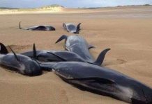 Cá voi hoa tiêu chết bị oan uổng vì mắc cạn trên bờ