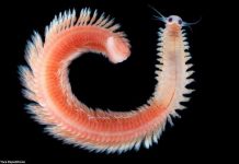 Phát hiện 1,5 triệu sinh vật biển mới