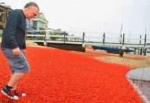 Cua mắc cạn nhuộm đỏ bờ biển California