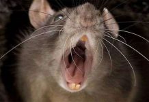 Người dân Anh hốt hoảng vì chuột khổng lồ hoành hành