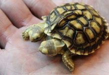 Chiêm ngưỡng con rùa có... 2 đầu