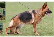 Chó bẹc-giê Đức đang chết dần chết mòn do ý thích của con người