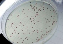 Công viên Kỷ Jura trên một cái đĩa