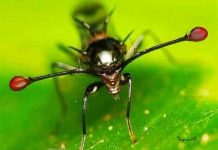 Những cặp mắt dị thường của động vật (II) Những cặp mắt dị thường của động vật (II)