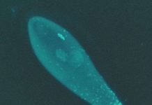 Vi khuẩn có thể điều chỉnh giới tính vật chủ