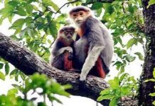 Thả hai cá thể voọc quý hiếm về rừng