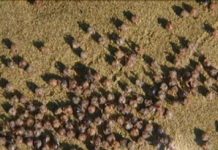 Sinh vật lạ xuất hiện tại bờ biển Hawaii