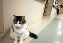 Khả năng tiên đoán thần kỳ của động vật