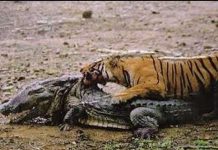 Cá sấu tử nạn trước hàm răng sắc nhọn của hổ, báo
