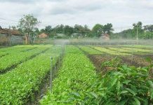 Công nghệ tưới phun mưa dùng năng lượng Mặt Trời Công nghệ tưới phun mưa dùng năng lượng Mặt Trời