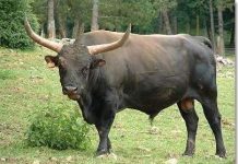 7 điểm khác biệt giữa thú nhà và thú hoang