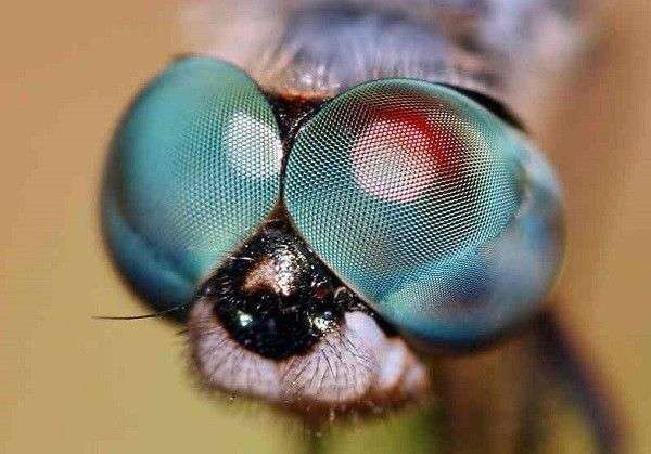 Loài côn trùng có tầm nhìn tốt nhất trong giới động vật