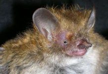 Phát hiện 3 loài động vật mới ở Việt Nam