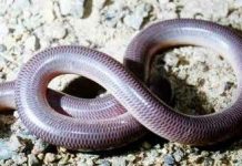 Tái phát hiện loài rắn mù ở Madagascar