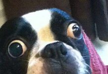 Chó được vào sách Guinness vì mắt quá to