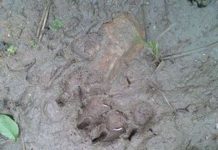 Yên Bái: Phát hiện hai cá thể hổ ở huyện Lục Yên