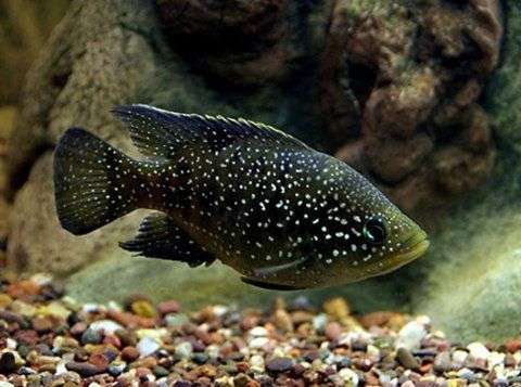 Cá biết nghe bằng bong bóng