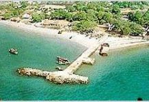 Các loài bay ở Côn Đảo (Phần 1)