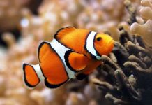 Cá nhỏ hơn vì biến đổi khí hậu