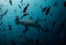 Lượng oxy trong nước biển đang giảm xuống đáng kể