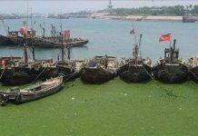 Tảo lạ biến bãi biển thành cánh đồng