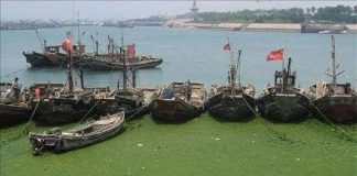 Tảo lạ biến bãi biển thành cánh đồng