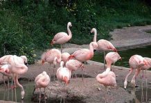 Hồng hạc Ấn Độ chết hàng loạt vì điện giật