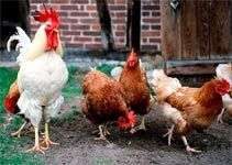 Gà mái trốn sex như thế nào