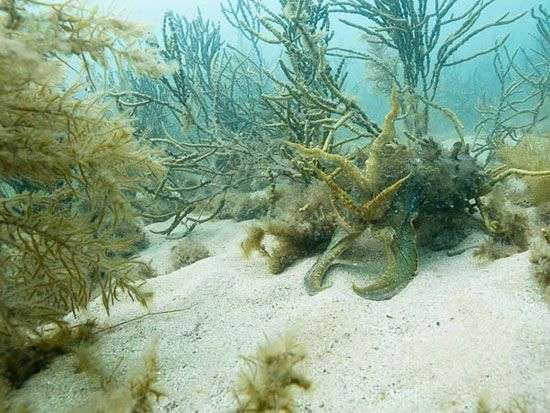 Khám phá tài năng biến hình của cá mực