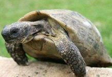 Cụ rùa: 110 tuổi vẫn sinh con