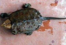 Chiêm ngưỡng loài rùa “quái dị” của Việt Nam Chiêm ngưỡng loài rùa "quái dị" của Việt Nam