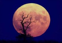 NASA sắp lập vườn rau trên mặt trăng