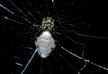 Ong bắp cày biến nhện thành Zombie như thế nào?