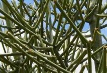 Cành giao không lá - Euphorbia tirucalli.Liun