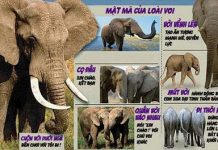 Giải mã ngôn ngữ của loài voi