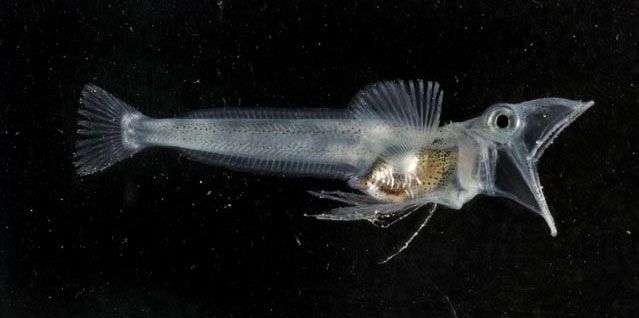 Những con vật kỳ lạ nhất ở Nam Cực