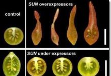 Khám phá loại gien hình thành hình dáng trái cây