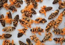 Sẵn sàng chuyển giao công nghệ nấm đông trùng hạ thảo