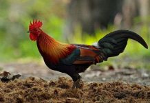 Kinh ngạc khả năng tính toán của động vật