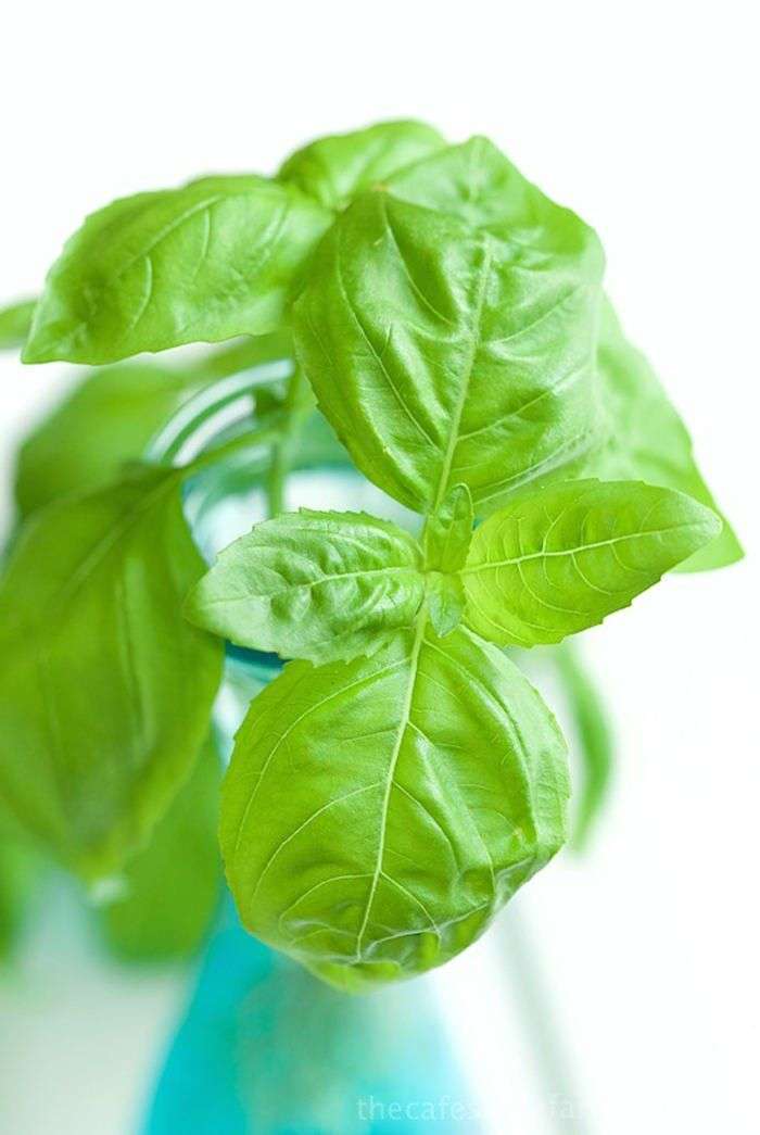 Tự trồng húng quế theo cách thủy canh đơn giản tại nhà