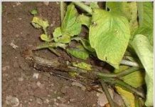 Chữa bệnh thối cây ở khoai tây bằng phương pháp mới Chữa bệnh thối cây ở khoai tây bằng phương pháp mới