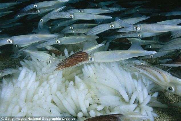 Nhữnng loài vật này vẫn sinh sôi nảy nở dù biển đang chết dần