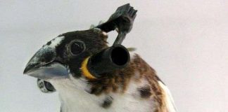 Loài chim học hót như thế nào?