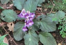 Phát hiện thực vật mới ở Cao Bằng