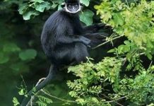 Thả voọc đen Hà Tĩnh về rừng