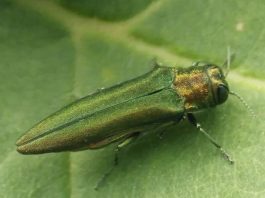 Hơn 8 tỉ cây tại Bắc Mỹ có nguy cơ biến mất chỉ vì một loài bọ xâm thực